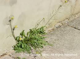 Attēlu rezultāti vaicājumam “Diplotaxis muralis fruit”
