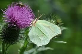 Attēlu rezultāti vaicājumam “Gonepteryx rhamni upperside”