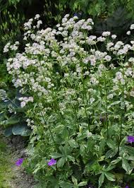 Attēlu rezultāti vaicājumam “Astrantia major leaf”