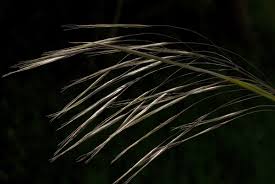 Attēlu rezultāti vaicājumam “Festuca gigantea”