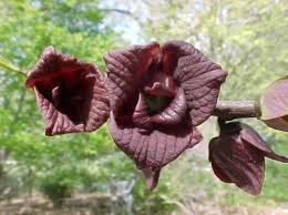 Attēlu rezultāti vaicājumam “Malus mandshurica”