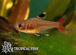 Image result for Micropterus