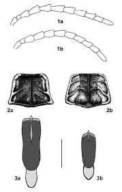 Attēlu rezultāti vaicājumam “Lygistopterus sanguineus”