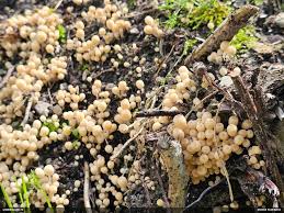 Attēlu rezultāti vaicājumam “Lycogala fuscoolearium sessile”