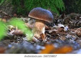 Attēlu rezultāti vaicājumam “Boletus pinophilus”