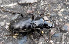 Attēlu rezultāti vaicājumam “Pterostichus aethiops”