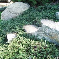 Attēlu rezultāti vaicājumam “Arctostaphylos uva-ursi”