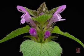 Attēlu rezultāti vaicājumam “Lamium purpureum leaf”