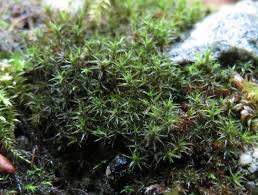 Attēlu rezultāti vaicājumam “Didymodon rigidulus”