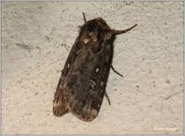 Attēlu rezultāti vaicājumam “Lycophotia porphyrea”