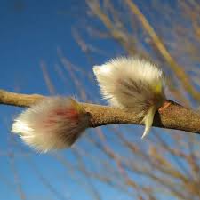 Attēlu rezultāti vaicājumam “Salix caprea bud”