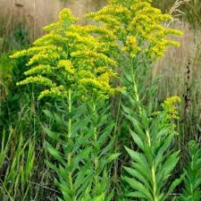 Attēlu rezultāti vaicājumam “Solidago virgaurea leaf”