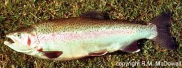 Image result for Oncorhynchus mykiss