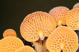 Attēlu rezultāti vaicājumam “Collybia acervata”