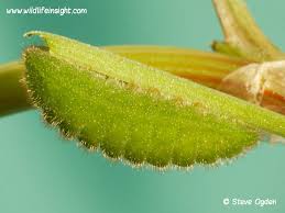 Attēlu rezultāti vaicājumam “Lycaena phlaeas underside”