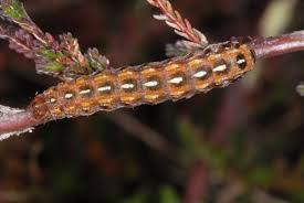 Attēlu rezultāti vaicājumam “Lycophotia porphyrea”
