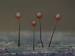 Attēlu rezultāti vaicājumam “Comatricha nigra young”