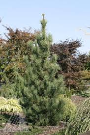 Image result for Pinus cembra