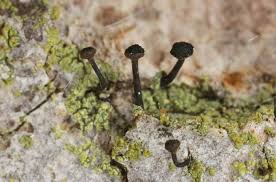 Attēlu rezultāti vaicājumam “Calicium viride”