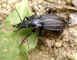 Attēlu rezultāti vaicājumam “Carabus granulatus”