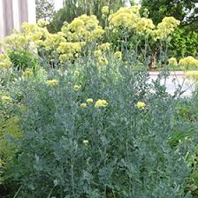 Attēlu rezultāti vaicājumam “Thalictrum flavum”