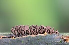 Attēlu rezultāti vaicājumam “Comatricha pulchella”