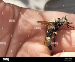 Attēlu rezultāti vaicājumam “Laphria gibbosa”