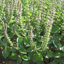 Image result for Basilikum