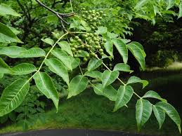 Attēlu rezultāti vaicājumam “Phellodendron amurense leaf”
