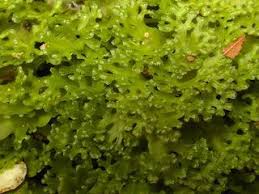 Attēlu rezultāti vaicājumam “Pellia endiviifolia sporophyte”