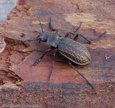 Attēlu rezultāti vaicājumam “Carabus cancellatus”