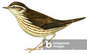 Image result for Seiurus noveboracensis