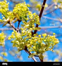 Attēlu rezultāti vaicājumam “Acer platanoides flower”