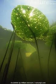 Attēlu rezultāti vaicājumam “Nuphar lutea leaf”