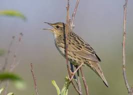 Image result for Locustella lanceolata