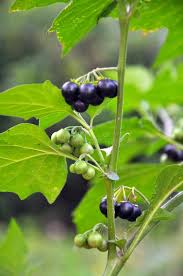 Attēlu rezultāti vaicājumam “Solanum nigrum”