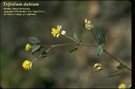 Attēlu rezultāti vaicājumam “Trifolium dubium”