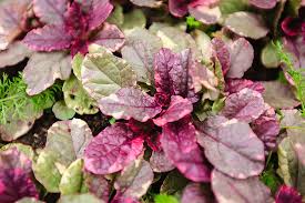 Attēlu rezultāti vaicājumam “Ajuga reptans leaf”