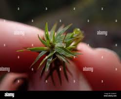 Attēlu rezultāti vaicājumam “Pogonatum urnigerum”