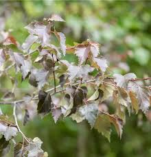 Attēlu rezultāti vaicājumam “Betula pendula flower”