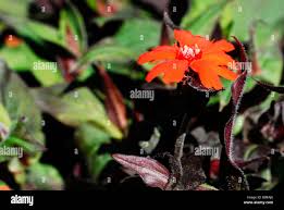 Attēlu rezultāti vaicājumam “Silene x arkwrightii Vesuvius flower”