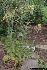 Attēlu rezultāti vaicājumam “Lactuca sativa”