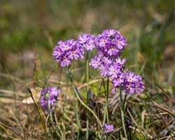 Attēlu rezultāti vaicājumam “Primula farinosa flower”