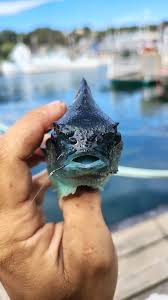 Image result for Cyclopterus lumpus