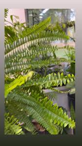 Image result for НЕФРОЛЕПИС (Nephrolepis