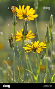 Attēlu rezultāti vaicājumam “Tragopogon pratensis subsp. pratensis flower”