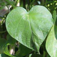 Image result for Prunkwinde