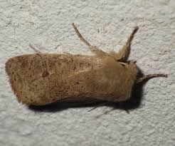 Attēlu rezultāti vaicājumam “Orthosia cruda”