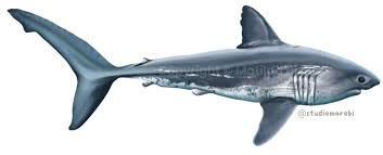 Image result for Lamna ditropis