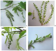 Attēlu rezultāti vaicājumam “Juglans mandshurica male flower”